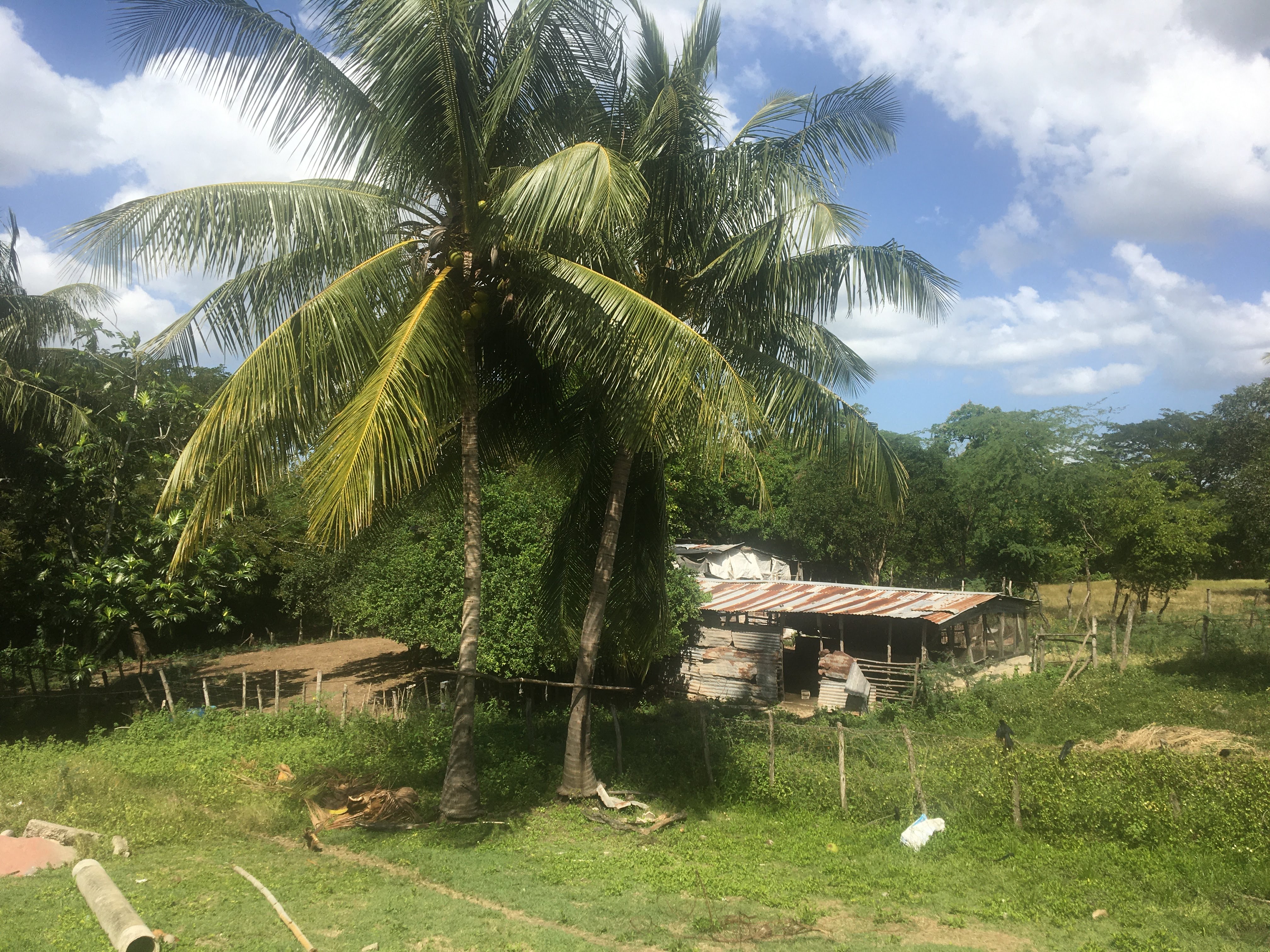 a lush green garden in jamaica